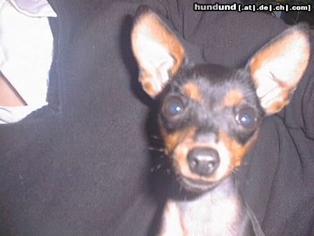 Praszký Krysavik Hunde Foto 7279 Praszký Krysavik Prager Rattler 5 Monate alt