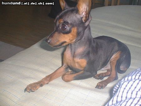 Praszký Krysavik Hunde Foto 7287 Praszký Krysavik Nemo 5 1/2 Monate