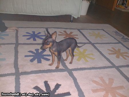 Praszký Krysavik Hunde Foto 7281 Praszký Krysavik Prager Rattler 5 Monate alt