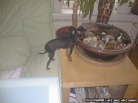 Praszký Krysavik Hunde Foto 7285 Praszký Krysavik Nemo trinkt nur aus zimmerbrunnen