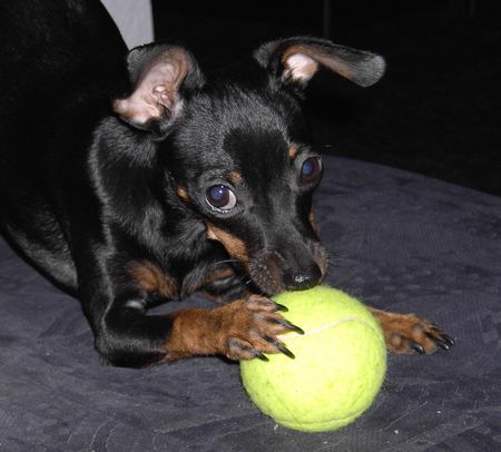 Praszký Krysavik Hunde Foto 29731 in höherer Auflösung ansehen Praszký Krysavik Mein Balla...