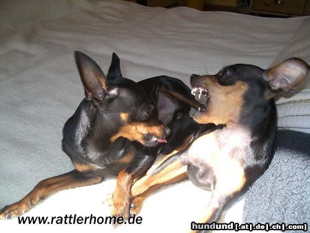 Praszký Krysavik Hunde Foto 20230 Praszký Krysavik Kasparek & Kalinka, wildes Spiel