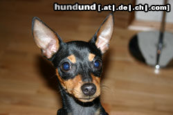 Praszký Krysavik Hunde Foto 26547 in höherer Auflösung ansehen Praszký Krysavik Prager Ratller