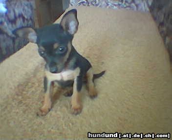 Praszký Krysavik Hunde Foto 7280 Praszký Krysavik Prager Rattler 1 1/2 Monate alt
