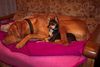 Praszký Krysavik Foto: Cayenne ganz elegant (ID 27282) Praszký Krysavik Hund