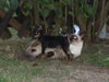 Praszký Krysavik Foto: Jack & sein bester Kumpel Carlos (ID 44709) Praszký Krysavik Hund