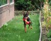 Praszký Krysavik Foto: Lucy 10 Months (ID 42611) Praszký Krysavik Hund