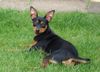Praszký Krysavik Foto: Lucy 10 Months (ID 42612) Praszký Krysavik Hund