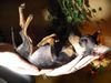 Praszký Krysavik Foto: Kalinka, 15 Wochen alt und immernoch ständig müde :-) (ID 18577) Praszký Krysavik Hund