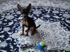 Praszký Krysavik Foto: Kalinka, 19 Wochen alt (ID 18620) Praszký Krysavik Hund