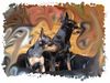 Praszký Krysavik Foto: Kasparek&Kalinka, ein Herz und eine Seele (ID 18621) Praszký Krysavik Hund
