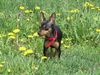 Praszký Krysavik Foto: Hurra! Sonne, Blumen, Abenteuer! Das wurde aber auch Zeit! Kalinka (ID 20913) Praszký Krysavik Hund