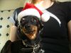 Praszký Krysavik Foto: Kasparek wünscht Frohe Weihnachten! (ID 18573) Praszký Krysavik Hund