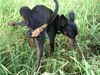 Praszký Krysavik Foto: Muss mal!! (ID 18582) Praszký Krysavik Hund