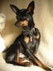 Praszký Krysavik Foto: Kasparek z Martinkova chovu, Rüde, 2 Jahre alt, Prazsky Krysarik (sprich: Praschki Kriserschik) (ID 18568) Praszký Krysavik Hund