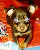Praszký Krysavik Foto: Kuzu im Angriff mit 12 Wochen (ID 20711) Praszký Krysavik Hund