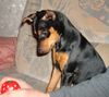 Praszký Krysavik Foto: Lucy 6 Months (ID 41501) Praszký Krysavik Hund