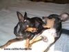 Praszký Krysavik Foto: Kasparek & Kalinka, wildes Spiel (ID 20230) Praszký Krysavik Hund
