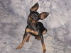 Praszký Krysavik Foto: Bruce/Jung/Ledig/Sucht......! :-) (ID 25663) Praszký Krysavik Hund