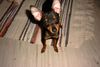 Praszký Krysavik Foto: hast du was gesagt? (ID 21846) Praszký Krysavik Hund