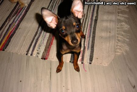Praszký Krysavik Hunde Foto 21846 Praszký Krysavik hast du was gesagt?