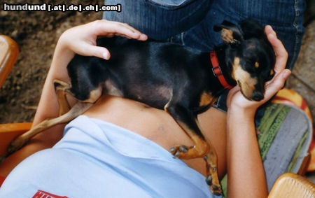 Praszký Krysavik Hunde Foto 25212 in höherer Auflösung ansehen Praszký Krysavik