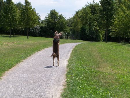 Pudelpointer Bobby