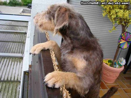 Pudelpointer Hau bloß ab sonst...!