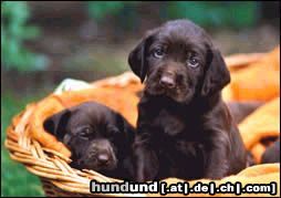 Pudelpointer Hunde Foto 6539 Pudelpointer