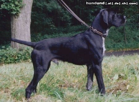 Pudelpointer Hunde Foto 6545 Pudelpointer