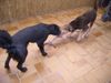 Pudelpointer Foto: Bobby (ID 12646) Pudelpointer Hund