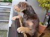 Pudelpointer Foto: Hau bloß ab sonst...! (ID 15169) Pudelpointer Hund