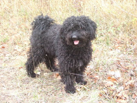 Puli Hunde Foto 35611 in höherer Auflösung ansehen Puli Csávai Táltos im Alter von 7 Jahren