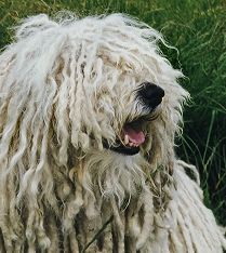 Puli Arpad, der Puli, der über den Dingen stand