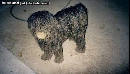 Puli Hunde Foto 45775 Puli Sand? Hauptsache ich habe meinen Ball!