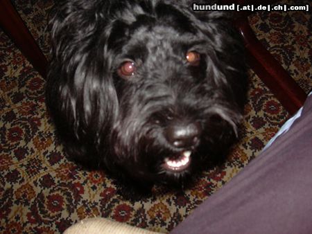 Puli Hunde Foto 14531 Puli Toto(2)