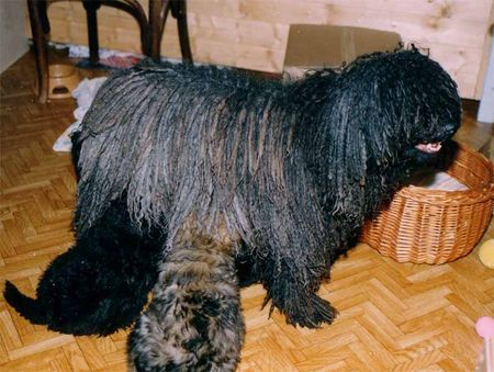 Puli Hunde Foto 31422 in höherer Auflösung ansehen Puli Lipotutikos Arncska mit ihren Welpen