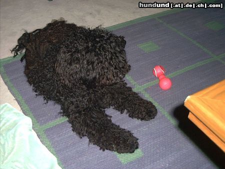 Puli Hunde Foto 20708 Puli Pusztacsillag Apacs
