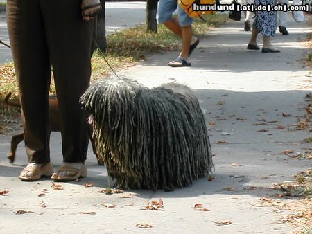 Puli Schnappschuss in Budapest