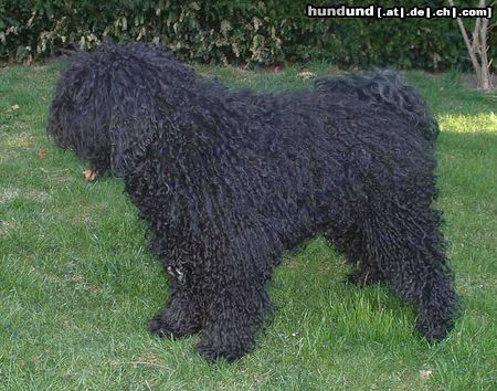 Puli Csávai Táltos nach seinem Vorzüglich 1 auf der IHA Wieselburg