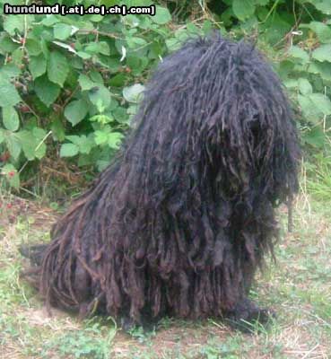 Puli Hunde Foto 19946 in höherer Auflösung ansehen Puli Lipotutikos Denever, 10 Jahre