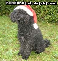 Puli Hunde Foto 17202 in höherer Auflösung ansehen Puli Csávai Táltos, der Weihnachtspuli