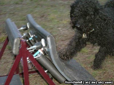 Puli Csávai Táltos beim Flyballtraining