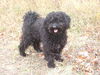 Puli Foto: Csávai Táltos im Alter von 7 Jahren (ID 35611) Puli Hund