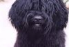 Puli Foto: Das beste Foto aller Zeiten (ID 27646) Puli Hund