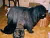 Puli Foto: Lipotutikos Arncska mit ihren Welpen (ID 31422) Puli Hund