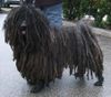 Puli Hund