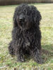 Puli Foto: Csávai Táltos im Februar 2007. (ID 37188) Puli Hund
