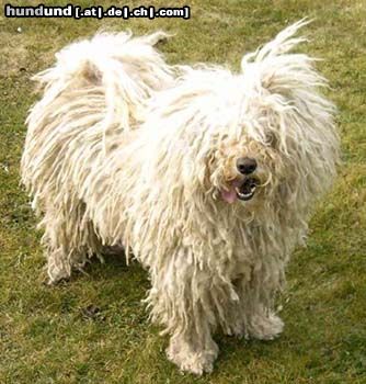 Puli Hunde Foto 17452 in höherer Auflösung ansehen Puli Csávai Zsoka ist eine 5jährige liebe Pulihündin, die ein neues Zuhause sucht