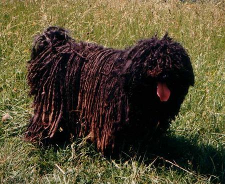 Puli Hunde Foto 31423 in höherer Auflösung ansehen Puli Totzilvasi Adi, die Urmutter unserer Zucht